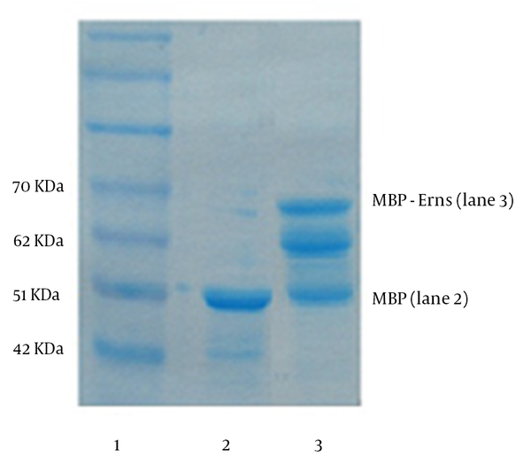 Lane 1, protein molecular weight marker; lane 2, purified MBP from the control colony containing only pMAL-c2X; lane 3, purified preparation of the MBP-Erns fusion protein.