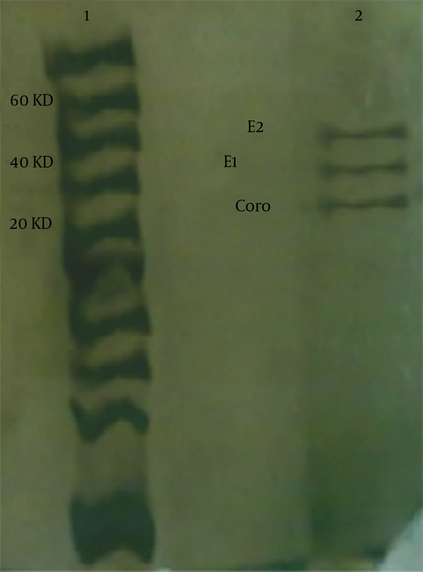(1) Molecular weight ladder (2) core (20 kDa), E1 (40 kDa), E2 (60 kDa) proteins.