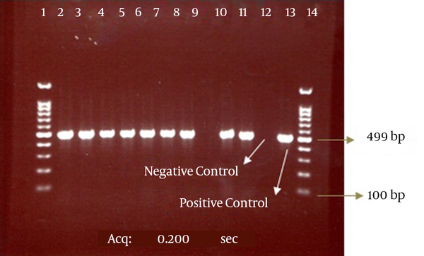 The bond 499 bp is related to the CTX-M-1 beta-lactamase gene. Lanes 1 and 14, DNA size marker; Line 9, CTX-M-1-negative isolate; Lanes 2 - 8, 10, and 11, CTX-M-1-positive isolates; Lanes 12 and 13, negative (E. coli ATCC 25922) and positive (E. coli strains possessing the CTX-M-1 gene, which was determined by sequencing) controls, respectively.