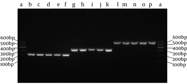 a, DNA Marker I Ladder; b-f, the single H1 promoter by PCR 1 (245 bp); g-k, the single U6 promoter by PCR 2 (366 bp); l-p, the SECs by PCR 3 (592 bp).