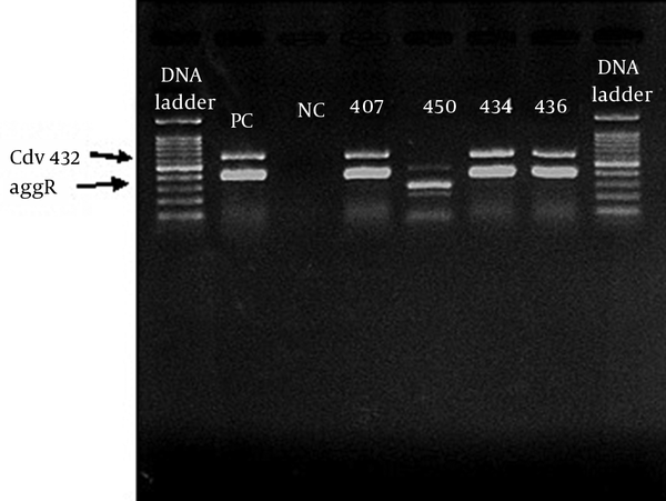 The DNA ladder was consist of size marker range 100 - 1500 bp. PC = positive control (A reference DNA from prototype strain EAEC 042), NC = negative control consisting of E. coli K12 DH5α. Numbers indicate the EAEC isolates showing strong biofilm.