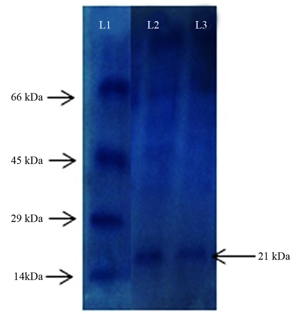 Sodium Dodecyl Sulfate Polyacrylamide Gel Electrophoresis L1 Protein marker (14 kDa - 66 kDa) L2 and L3 Partially Purified Enzyme From UV60 Mutant Strain