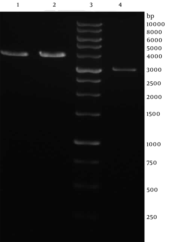 Line 1 and 2, the recombinant pVAX-SAG1 plasmid digested by NheI; Line 3, 1 kb DNA ladder; Line 4, the pVAX vector digested by NheI.