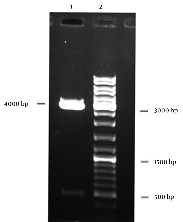 Lane 1: Double digestion of recombinant pBAD gIII A-PE with NcoI and XbaI restriction enzymes (pBAD gIII A: 4145 bp and pe gene: 483bp), Lane 2: DNA lader mix.