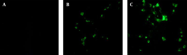 Identification of Chimer (b) and M2 (c) Protein Antigenicity in COS-7 Cell Line by Fluorescence Microscopy. Uninfected COS-7 Cells Were Used as Negative Control (a).