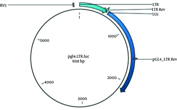 Map of the Recombinant Vector PGL4LTR-Luc