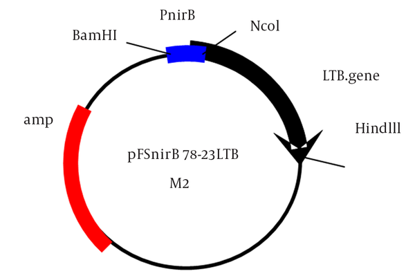 Schematic Construction of pFSnirB78-23LTB Plasmid