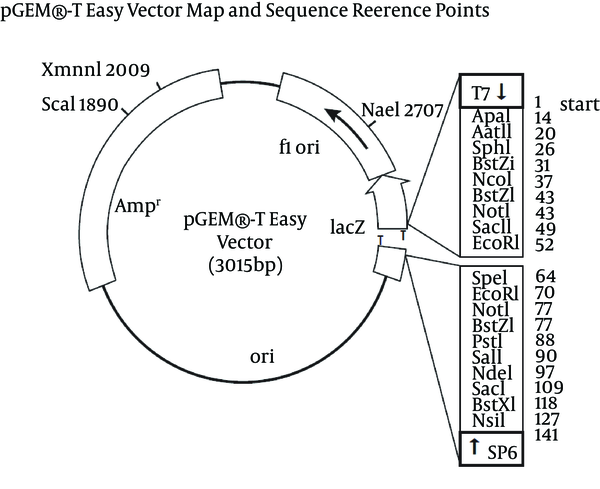 pGEM®-T Easy Vector Map and Sequence Reference Points (Adapted From the Promega Technical Manual of pGEM®-T and pGEM®-T Easy Vectors Systems)