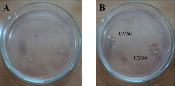 Blood Clot Lysis of Nattokinase From the Mutant UV60 and UV90 Partially Purified Enzyme at Various Precipitate Percentages