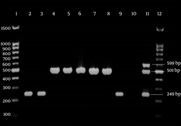 Lanes 1 and 12, 100 bp DNA ladder; lanes 2, 3 and 9, isolates with blaOXA-24-like in 249 bp; lanes 4 - 8, isolates with blaOXA-23-like in 501bp; lane 10, negative control (distilled water). lane 11, positive control Acinetobacter baumannii NCTC 13304, NCTC 13302 and NCTC 13305 were used as positive controls for blaOXA-23-like, blaOXA-24-like and blaOXA-58-like, respectively.