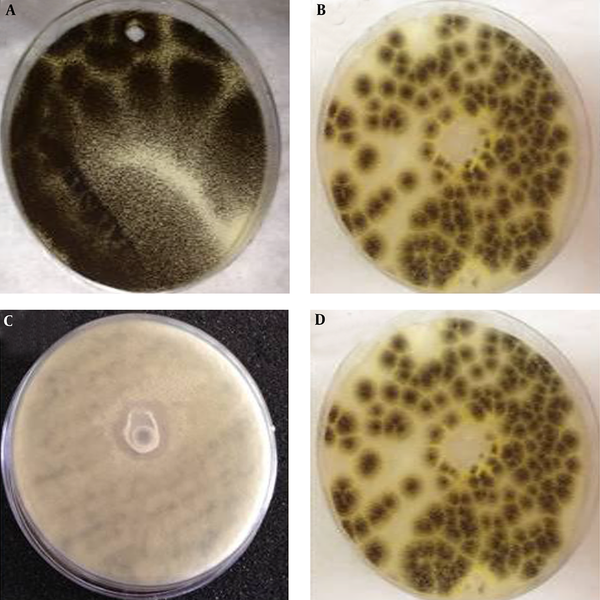 Antifungal Activities of (a) Untreated, (b) MEa, (c) MEb, and (d) MEc Against A. niger, Determined by the Well Diffusion Method
