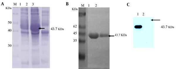 A, the SDS-PAGE analysis of the recombinant protein. M, middle-range protein marker; lane 1, BL21(DE3)(pET-32a-ESAT6-CFP10) in the absence of IPTG; lane 2, BL21(DE3)(pET-32a-ESAT6-CFP10) induced by IPTG; lane 3, BL21(DE3)(pET-32a) induced by IPTG. B, the purified His-ESAT6-CFP10 protein analyzed by SDS-PAGE. M, unstained protein molecular weight marker; lanes 1 - 2, purified His-ESAT6-CFP10 protein; C, the Western blotting analysis of recombinant protein using bovine positive serum raised against M. bovis; lane 1, purified recombinant fusion His-ESAT6-CFP10 protein; lane 2, His protein. Arrows indicate the positions of the target proteins.