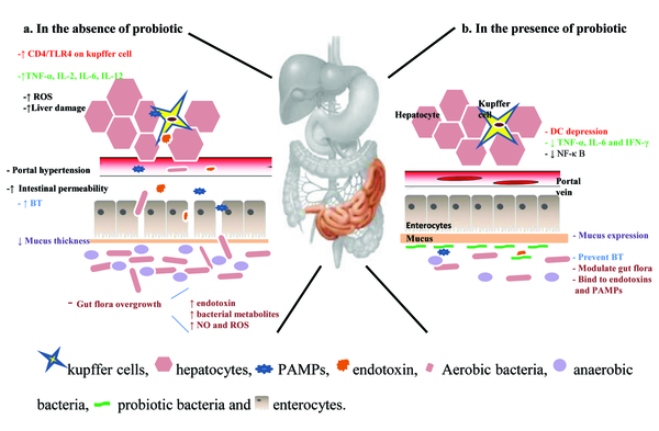 a) Schematic Illustration of Multifarious Mechanisms Involved in Liver Diseases and b) Probiotic Influences on Them