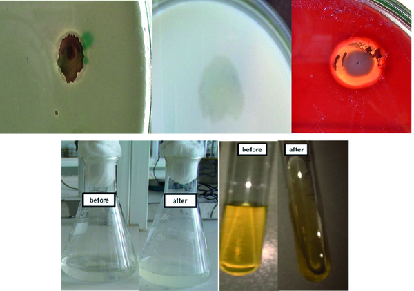 From left to right, Polyphosphate, Casein, Blood, Keratin and Gelatin media are used.