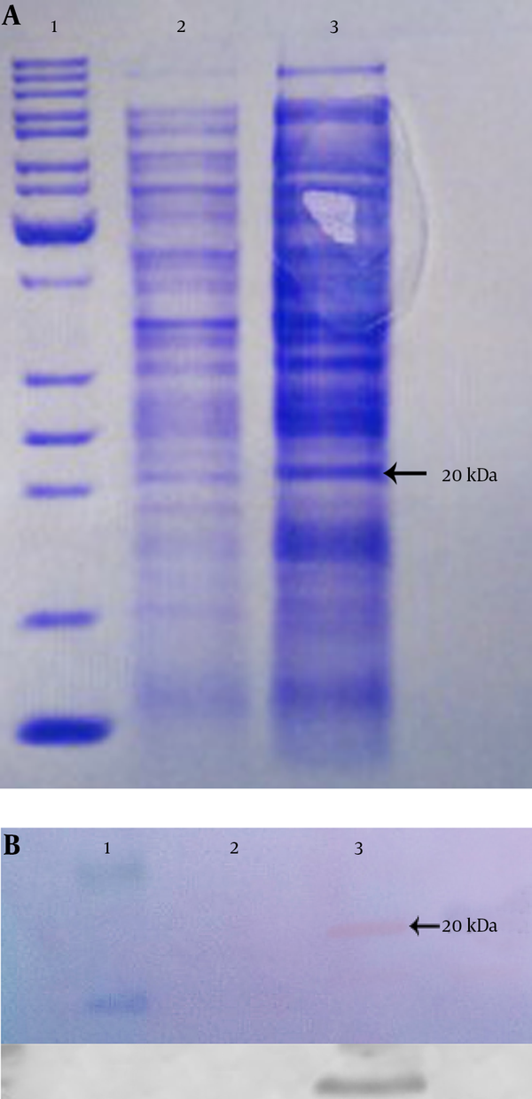 A, SDS-PAGE (12%); B, Western blot. Lane 1, protein marker; lane 2, total protein before induction; lane 3, total protein after induction in recombinant pET26b.