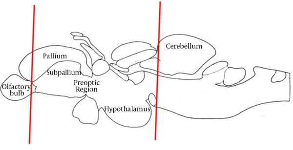 Rostral portion of pallium to rostral portion of cerebellum.