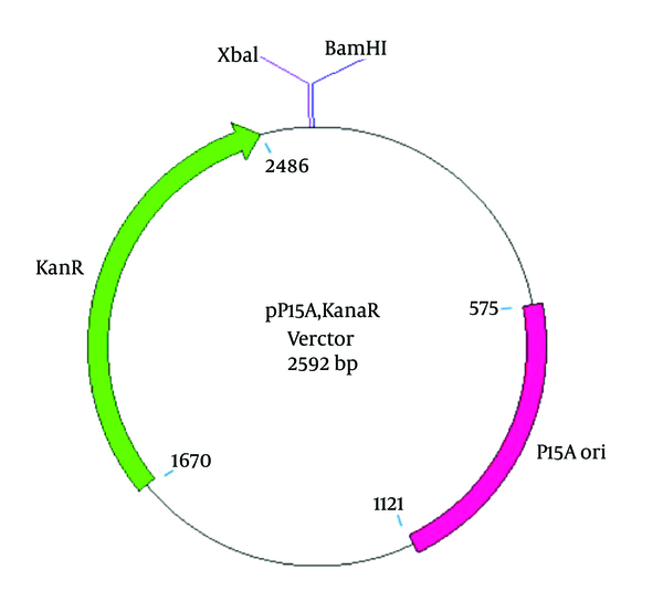 pP15A, kanaR vector Constructed for ZFN Cloning and Expression