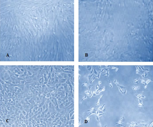 A) mock CEF cell, B) H9N2 infected CEF cells 72hpi, C) mock A549 cell, D) H9N2 infected A549 cells with supplemental trypsin 72 hpi (40x magnification).