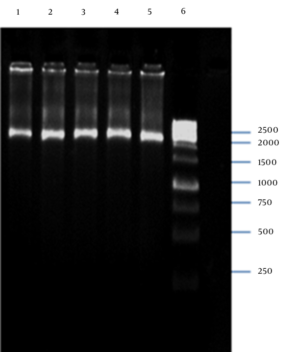 Lanes 1–5 Show the PCR Product 2592 bp in Length as the Sequence Containing p15A Origin of Replication and kanaR gene; Lane 6, GeneRuler 1 kb DNA Ladder (Thermo Scientific, Waltham, MA, USA)