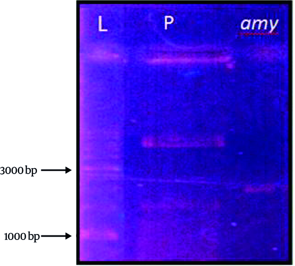L: 1 kb ladder. P: plasmid. Amy: alpha amylase gene.