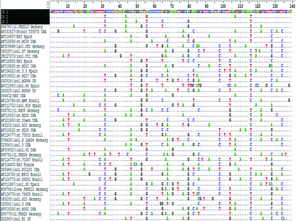 Comparison of Iranian Partial NS3 Gene With the Nucleotide Sequences of Other NS3Genes Obtained From Different Geographical Regions of World . This figure just showed part of the multiple sequence alignment result as produced in Bioedit7.9 software. Conserve, semi-conserved, and variable regions along NS3sequences can be seen. All residues that are identical to the top sequence in an alignment are marked by a dot (.).