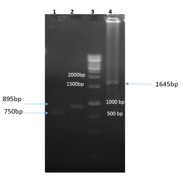 Gel electrophoresis of the first PCR amplification using forward 1/reverse 1 (lane 1), forward 2/reverse 2 (lane 2), and forward 1/reverse 2 (lane 4; final fragment) primers; lane 3, 1 kb DNA size-marker (Fermentas, USA).