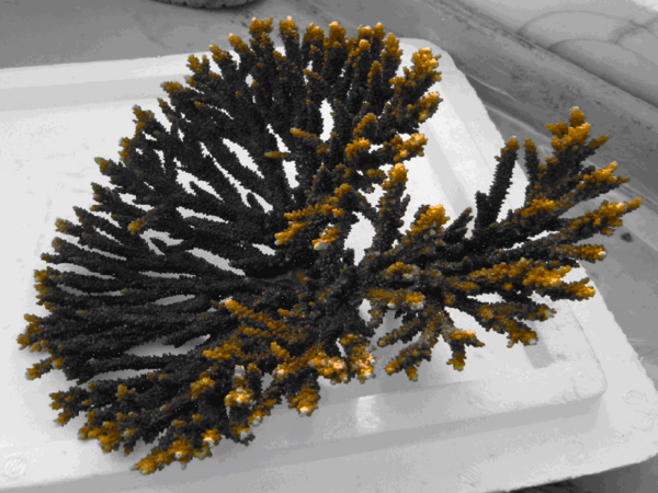 The Persian Gulf Coral, Acropora sp.