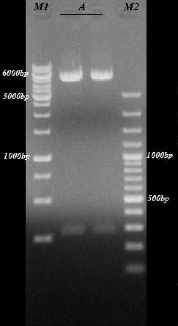 A, bands of KMP-11 fragment (279bp) and plasmid (pcDNA3) after digestion