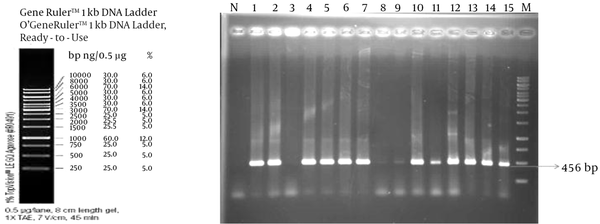 N, number of template DNA; M, size marker 1 kb ladder.
