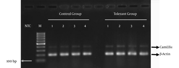 NCT shows a lane on agarose gel with no cDNA template sample loading, (M) symbolizes 100 bp ladder and numbers 1 to 4 on top of the image show the number of animals in the control and tolerant groups.