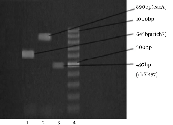 1, positive sample for the fliCh7 gene (654 bp); 2, positive sample for the rbfO157 gene (497 bp); 3, positive sample for the eaeA gene (890 bp); 4, DNA ladder (100 bp).