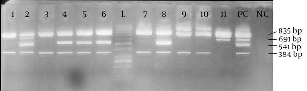 Lanes 1 to 11, isolated STEC strains; L, 1000 bp DNA ladder; PC, positive control; NC, negative control. The size of amplified products are shown at the right side of the gel. The products are mdh, stx-1, eae, and stx-2 (from top to bottom).