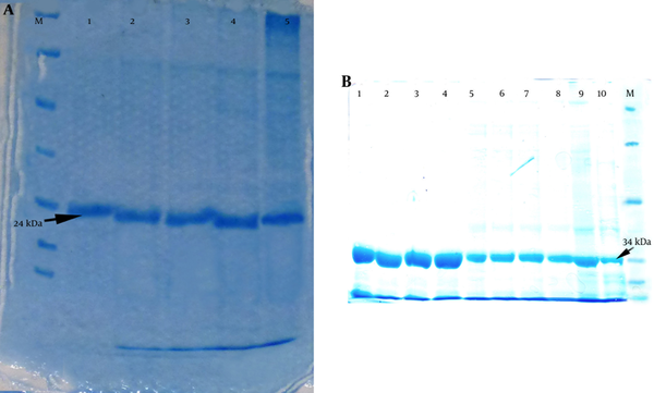 A) Purification of the recombinant PapG protein revealed a 24-kDa band using SDS-PAGE; Lanes 1 - 5 reveal different fractions of purified PapG after purification and an SDS-PAGE analysis. M: protein size marker. B) Purification of the recombinant PapG.AcmA fusion protein showed a 34-kDa band using SDS-PAGE; Lanes 1–10 show different fractions of the purified PapG.AcmA fusion protein after purification via an Ni-NTA column and SDS-PAGE; M, protein size marker.