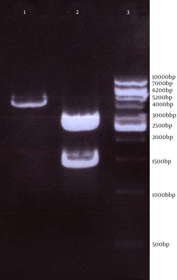 Lane 1: pVAX-fliC plasmid digested by XhoI had one band (4419 bp); Lane 2: Double Digestion by NheI and XhoI on pVAX-fliC plasmid had two bands that were 1509 bp (down) and 2910 bp (up); Lane 3: 1Kbp DNA ladder Vivantis.