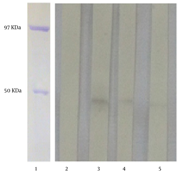 Lanes 1 shows the purified nucleoprotein of the influenza virus (97 KDa) and purified MBP (50 KDa) from the control colony containing only pMAL-c2X as the protein weight marker. Lanes 2 shows the supernatant of an unrelated hybridoma. Lanes 3 - 5 represent the supernatant of subclones containing anti-Erns MAbs.