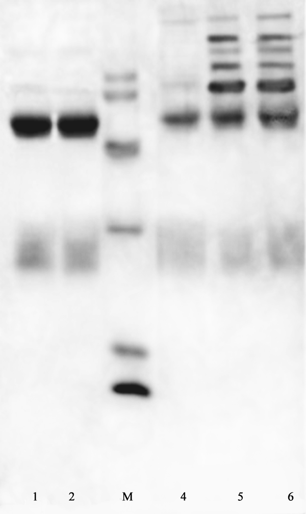 Lanes 1 and 2 shows the first peak containing purified antibody, lane 4 and 5 correspond to the second and third peaks respectively. M shows the protein markers with the MW of 94, 66, 45, 30, 20 and 14 KDa from up to down.