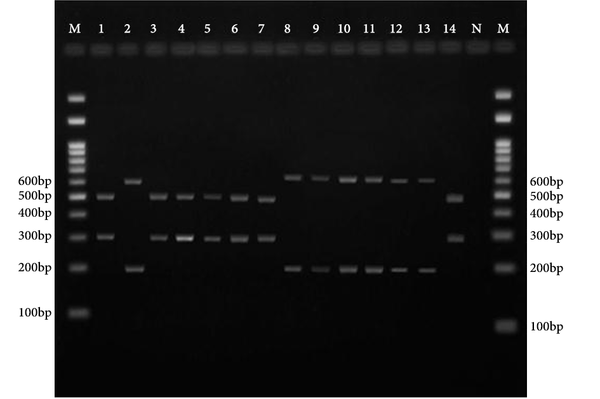 Lanes 12, 11, 10, 9, 8, 2 and 13, M. circinelloides, M. racemosus, M. ramosissimus or M. plumbeus; Lanes 3, 1, 7, 6, 5, 4, and 14, L. corymbifera or L. blakesleeana; N, negative control; M, 100 bp molecular size marker.