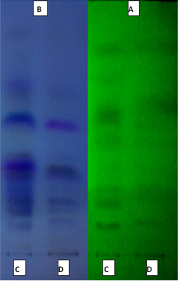 A: UV 254 nm , B: UV 365 nm , C: Total methanolic extract , D: Ethyl acetate fraction