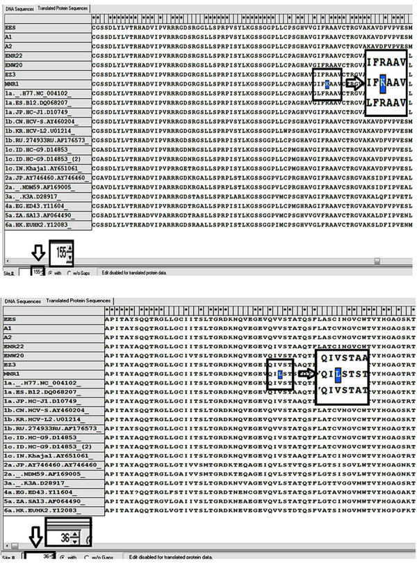 On the top, R155K mutation (replacing of lysine by arginine in the position 155 aa) and on the below, V36L mutation (valine to leucine substitution in the position 36 aa) were highlighted in square after sequence alignment by MEGA4 software.