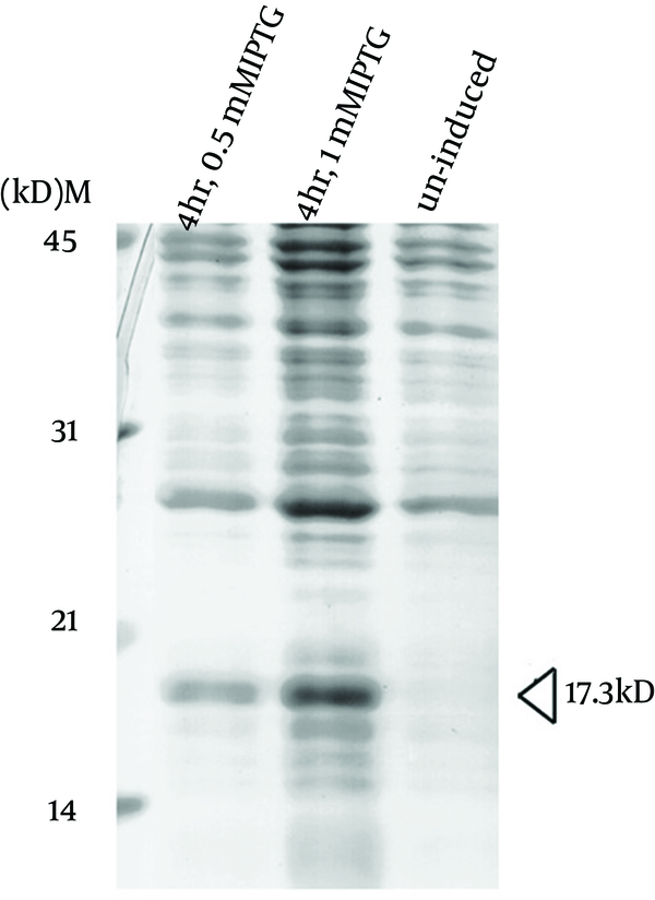 Plasmid pET28a (+)-mutT was overexpressed in E. coli strain BL21 (DE3) upon IPTG induction to produce the recombinant M. tuberculosis MutT protein. Lysates of bacteria were fractionated in a SDS-PAGE gel, and stained with Coomassie Blue. The recombinant M. tuberculosis MutT protein of 17.3 kD was found in the fractions.