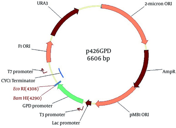 GPD promoter, glycerol phosphate dehydrogenase promoter; Lac promoter, lac promoter; T3 promoter, T3 phage promoter; T7 promoter, T7 phage promoter; AmpR, ampicillin resistance gene; URA3, URA3 marker; 2-micron ORI, Yeast 2 µ expression replication origin; pMB1 ORI, origin replication of E. coli; F1 ORI, origin of replication.