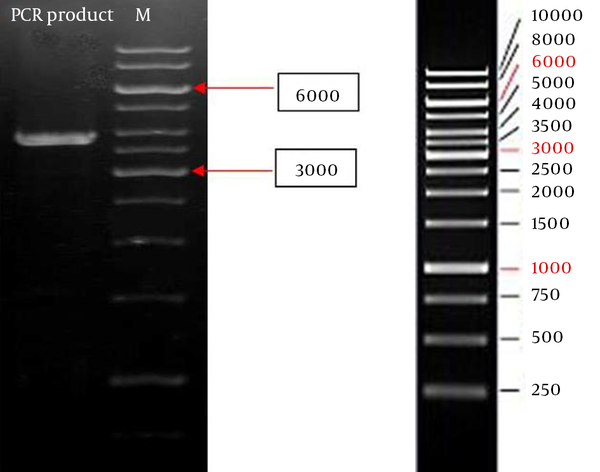 The right lane is 1 kb DNA size marker (Fermentas, CA) and the left lane is the PCR product (3851 bp).