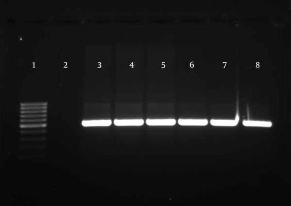 The expected size was 505 bp. All isolates were positive for these loci. Line 1, 100 bp DNA ladder (Fermentas, Latvia); line 2, negative control; lines 3 - 8, positive loci.