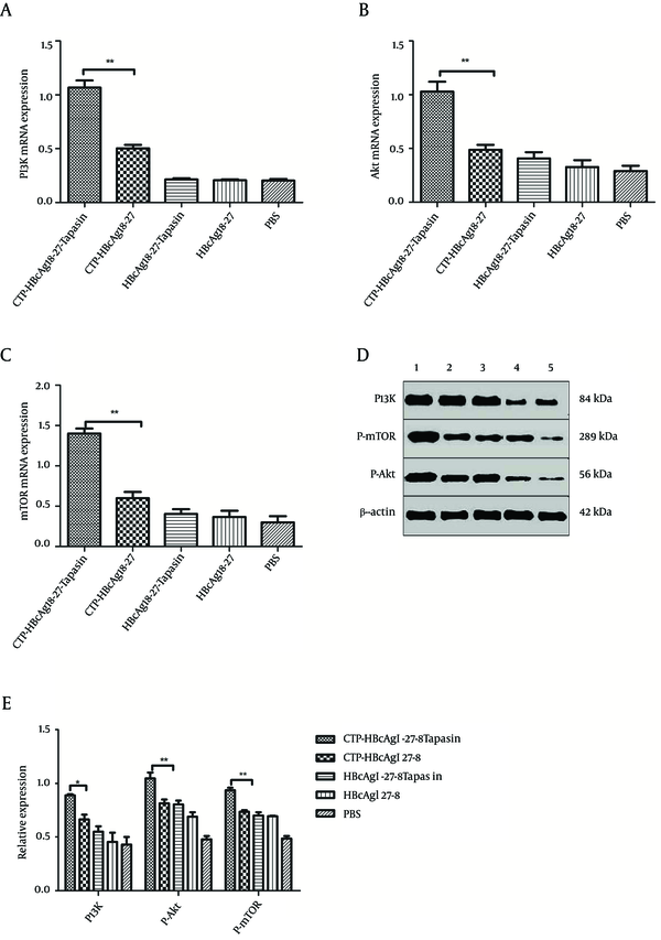 (A, B, C) The expression of PI3K, Akt, and mTOR mRNA were examined by Real-Time PCR. The above expressions were significantly upregulated in CTP-HBcAg18-27-Tapasin group compared with PBS, CTP-HBcAg18-27, HBcAg18-27-Tapasin, and HBcAg18-27 groups. (D, E) Expression of PI3K, P-Akt, and P-mTOR were analyzed by Western blotting. The above proteins expressions were significantly upregulated in CTP-HBcAg18-27-Tapasin group compared with the control groups. 1, CTP-HBcAg18 – 27-Tapasin; 2, CTP-HBcAg18-27; 3, HBcAg18-27-Tapasin; 4, HBcAg18-27; 5, PBS. Data represent the mean ± SD (n = 6) (*P &lt; 0.05, **P &lt; 0.01).