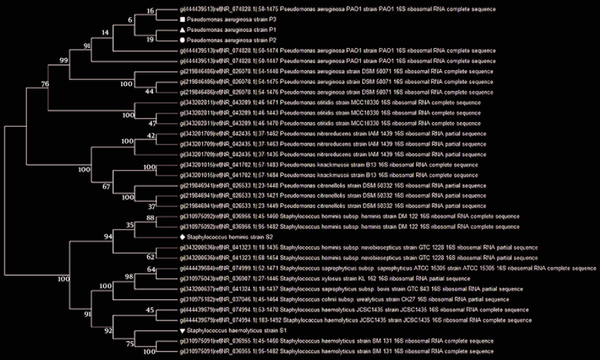 Phylogenetic Tree of Clinical Isolates (MEGA 5.2)