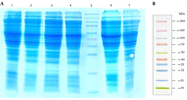 Lanes 1 – 3, The Total Cell Protein (Tcp) of Escherichia coli top10 containing pZFN induced with 1 Mm Isopropyl Β-D-1-thiogalactopyranoside 4, 2, And 1 hour After Induction, Respectively; lane 4, the non-induced E. coli TOP10 containing pZFN; lane 5: the prestained protein ladder (Thermo Scientific, Waltham, MA, USA); lane 6, the TCP of the E. coli TOP10 containing pP15a, kanamycin-resistant ; lane 7 the TCP of E. coli TOP10 as negative  controls. The ZFN protein band was not visible on SDS-PAGE due to the low levels of expression; B, thermo scientific prestained protein ladder size.