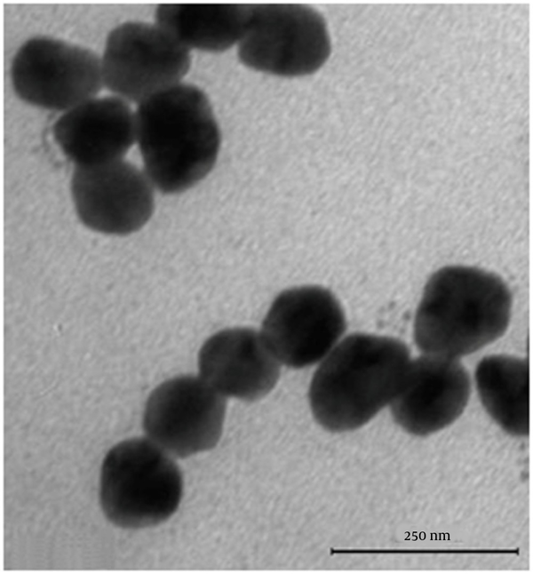 Transmission electron microscopy (TEM) images of selenium nanoparticles (Se NPs) synthesized by using Bacillus sp. MSh-1