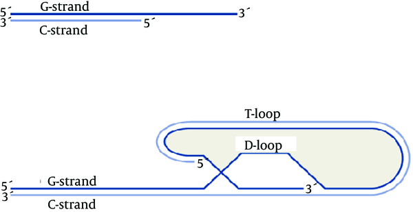 T-loop and D-loop in the Telomere Structure (5)