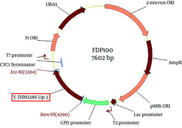The Structure of pFDP100 Vector Containing Native Extracellular Lipase ORF of Y. lipolytica DSM3286 Native Strain (Y.DSM3286 Lip2)
