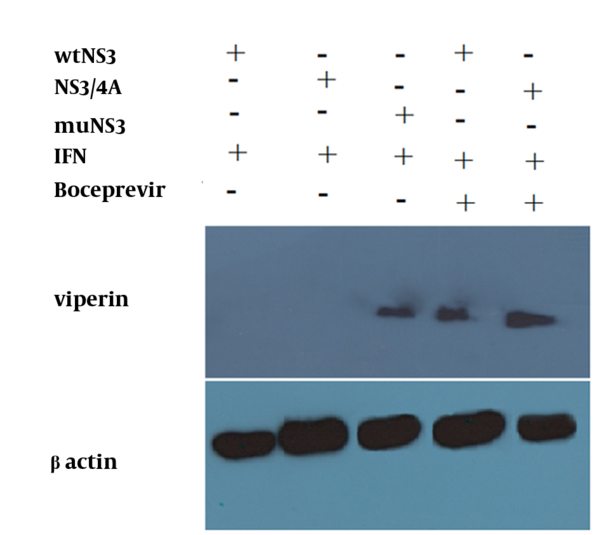 HepG2 cells were transfected with wtNS3, NS3/4A and muNS3 plasmids, and then treated with IFN-alpha. As showed here,  wtNS3 and NS3/4A blocked the expression of viperin protein.